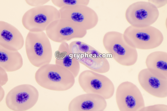 Hémogrégarine (Haemogregarina sp.) x400 - gryphea.org